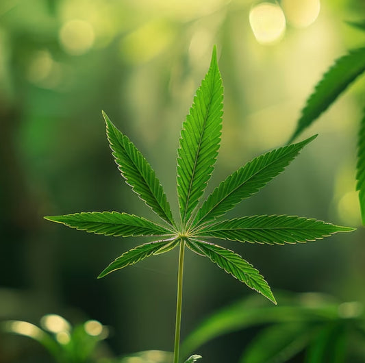 Close-up of a vibrant green hemp leaf in natural sunlight, highlighting its serrated edges and healthy appearance.